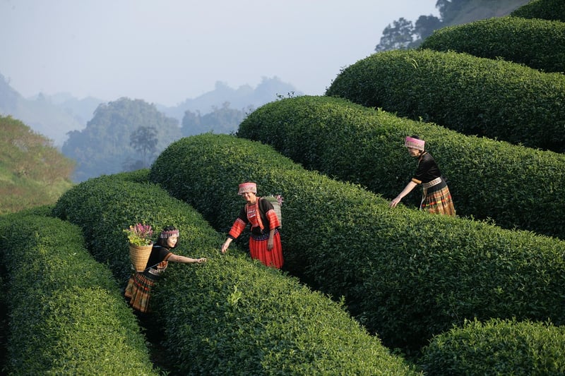 Fine Dining Experiences